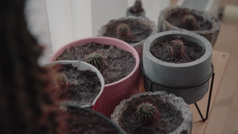 zoom out many newly plotted mini baby cactuses on a wooden board near the window 4k