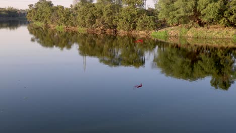 Río-Tranquilo-Y-Limpio-Con-Reflejo-De-Agua-De-Bosque-Verde-Por-La-Mañana