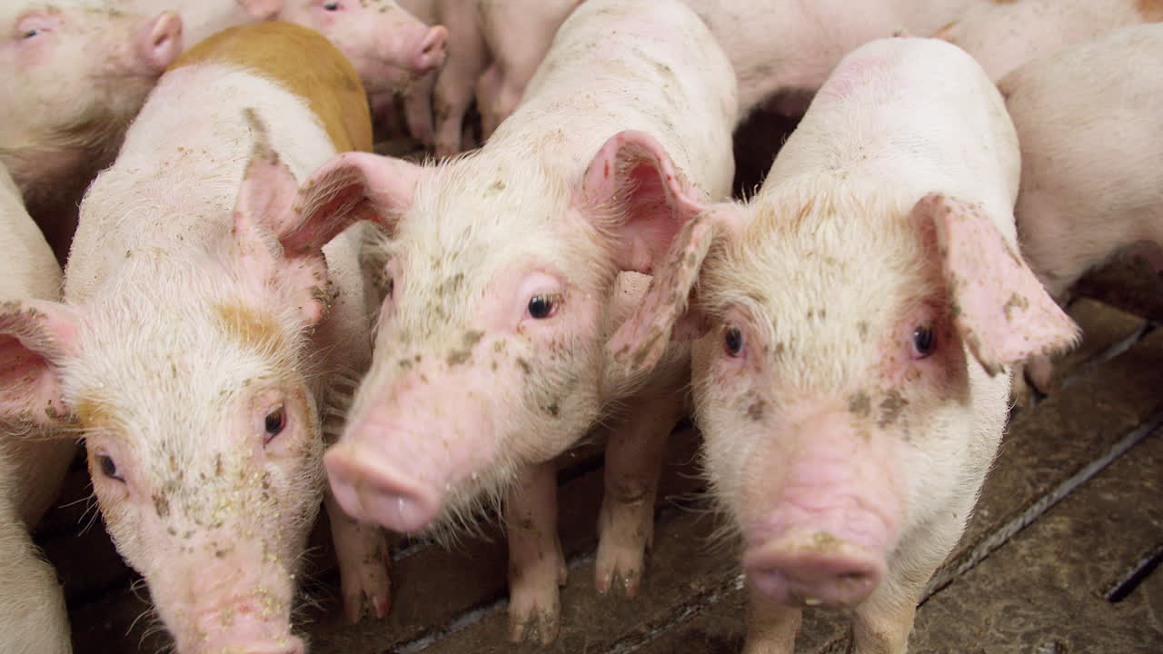 축산 농장의 돼지, 돼지 농장, 축산 농장