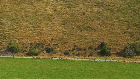 Aerial-sideview-tracking-follows-flock-of-ducks-flying-over-pasture