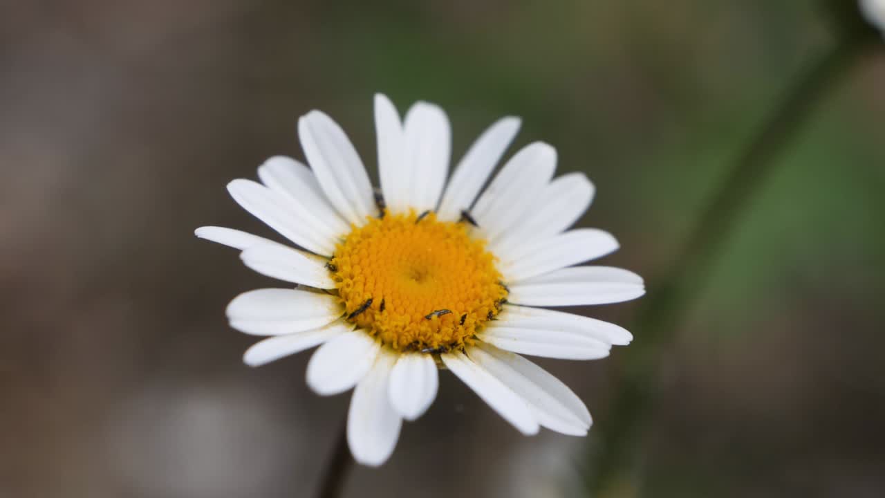 insectos destruyendo un hermoso primer plano de la flor