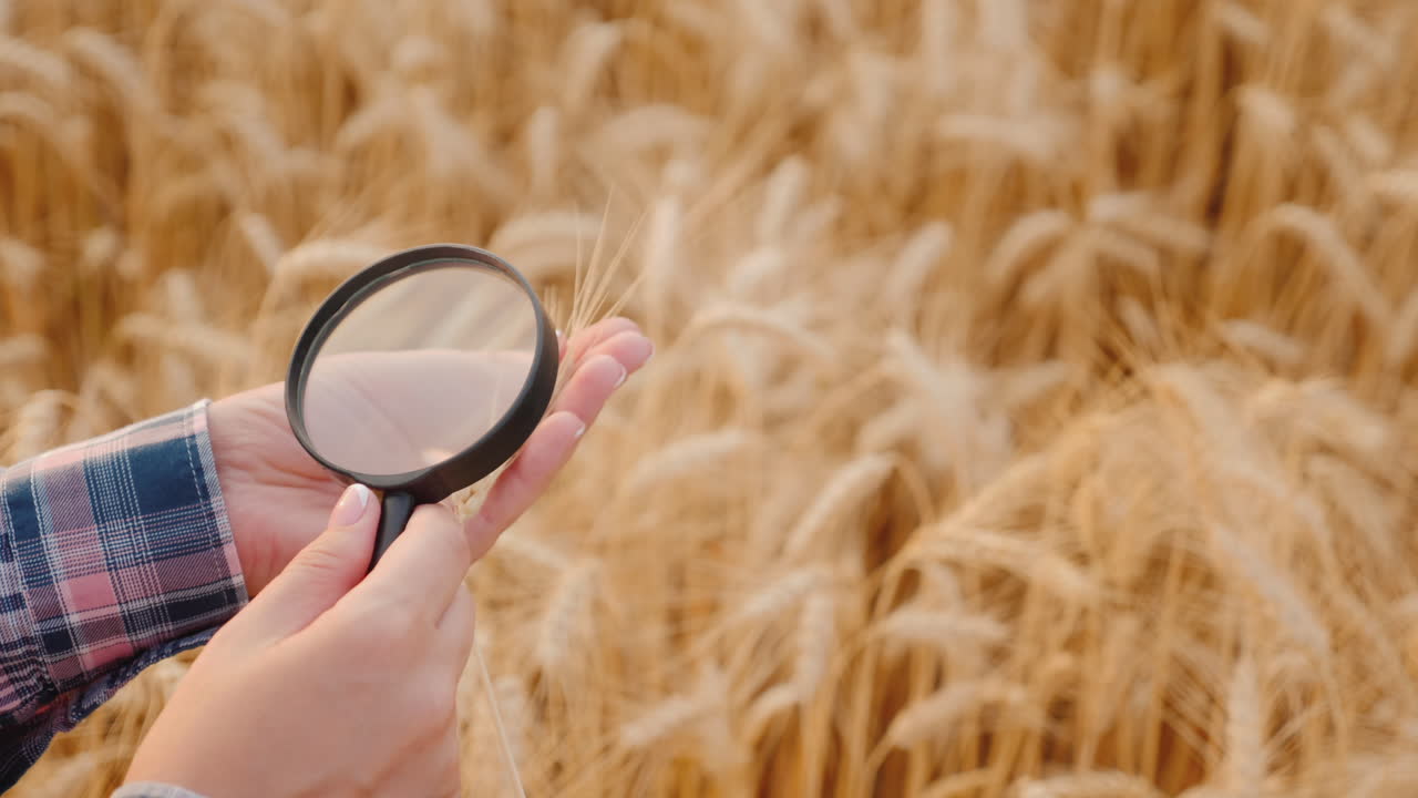 el agricultor examina espigas de trigo maduro a través de una lupa
