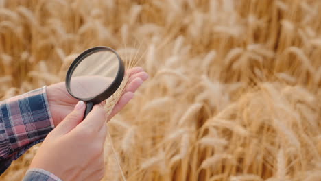 el agricultor examina espigas de trigo maduro a través de una lupa