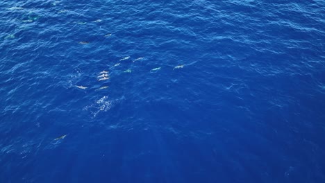 an active pod of dolphins playing, socializing, and swimming together in maui, hawaii