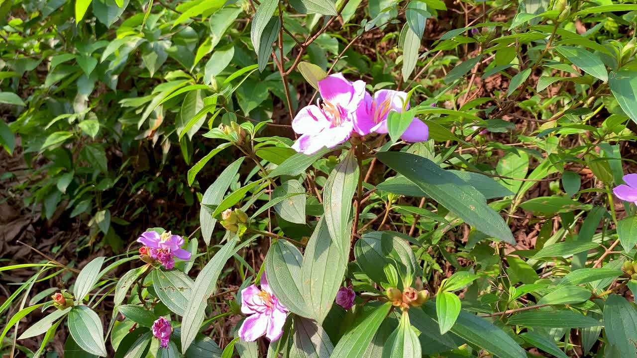 Flowering Plant With Vibrant Purple Wild Flowers - Malabar Melastome