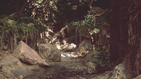 a path through the lush forest