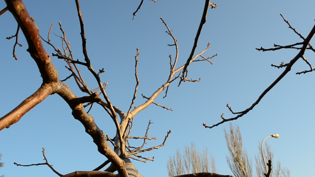 Tree branches. Shooting in the spring