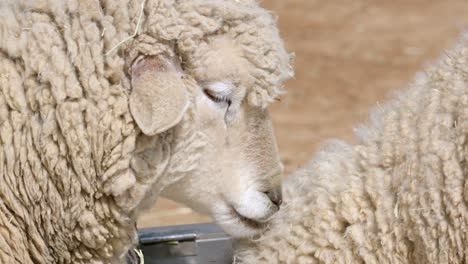 Wooly-Sheep-Licking-Another-In-A-Farm-In-Seoul---close-up