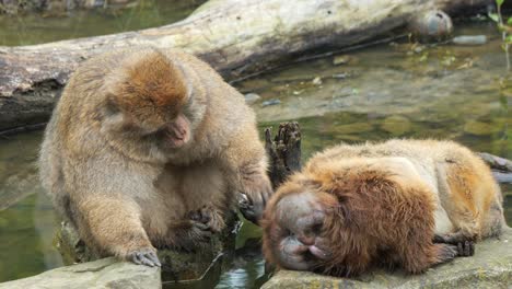 monkeys grooming each other by a stream, showing social bonding and care