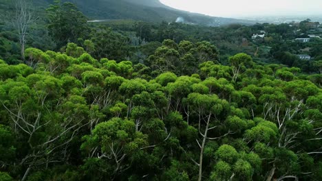 green trees in the forest 4k