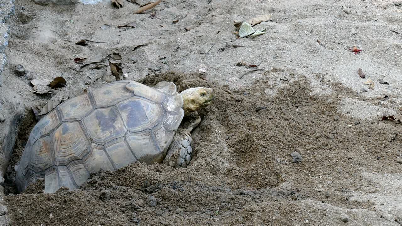 turtle on sand. Tortoise resting in nature