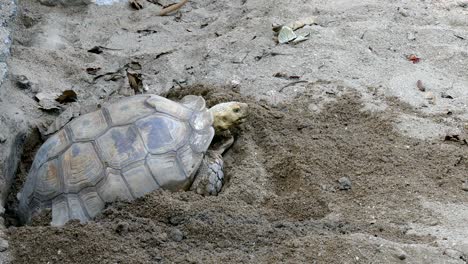 tortuga en la arena. tortuga descansando en la naturaleza