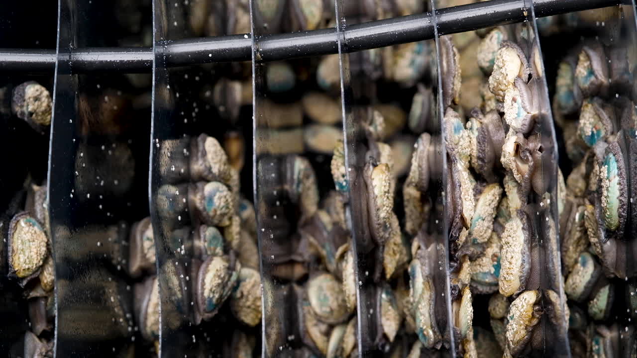 abulón juvenil densamente empaquetado deslizándose, vista de primer plano