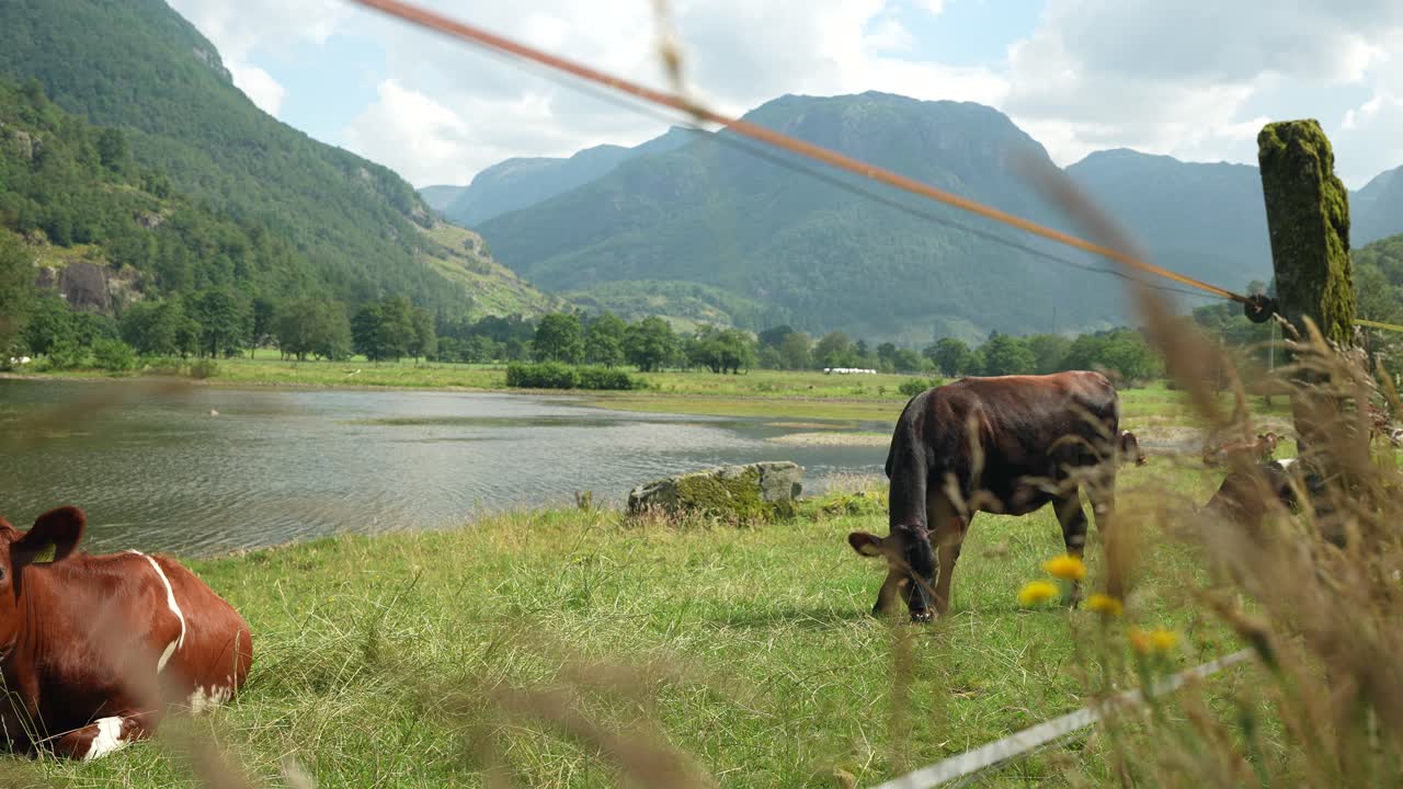 In a serene valley, a brown cow grazes near a calm lake with rolling green hills and majestic mountains in the background under a bright blue sky