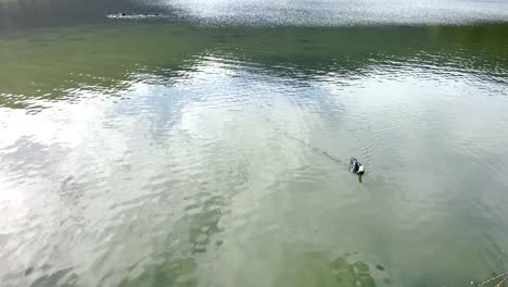 a tranquil and peaceful scene of a bird gracefully gliding over the water's surface