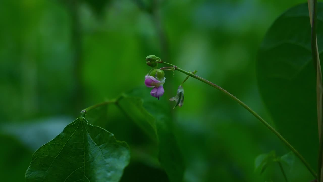A detail shot of a purple flower bud on slender stem, large green leaves in background, petals and stem swaying lightly in the wind in the gloomy sky of Mount Banahaw, Quezon Province Philippines