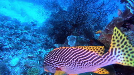 an-oblique-banded-sweetlip-swimming-in-the-oceans