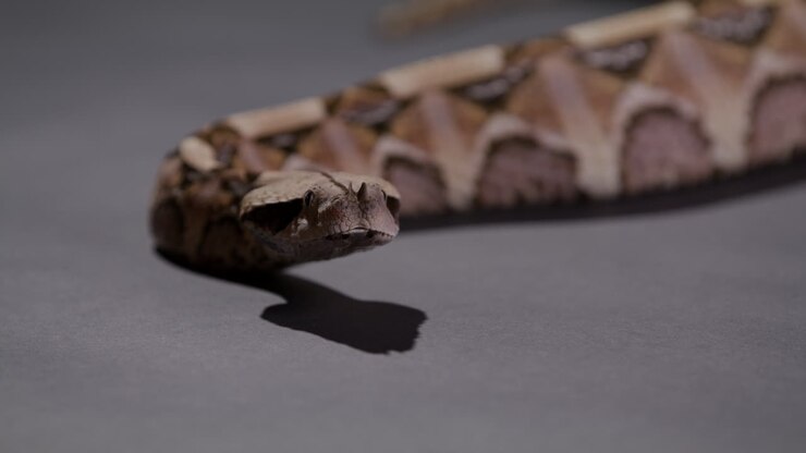 Gaboon viper relaxed on ground looks up towards camera