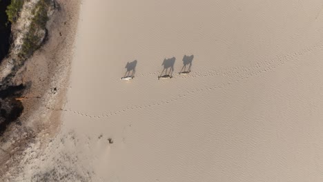goats walking together in line in the desert.