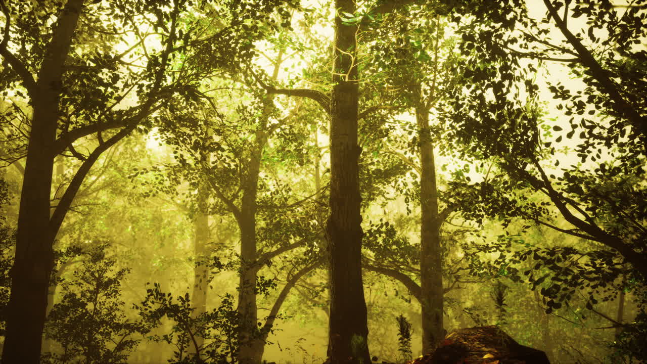 깊은 안개와 함께 여름 숲
