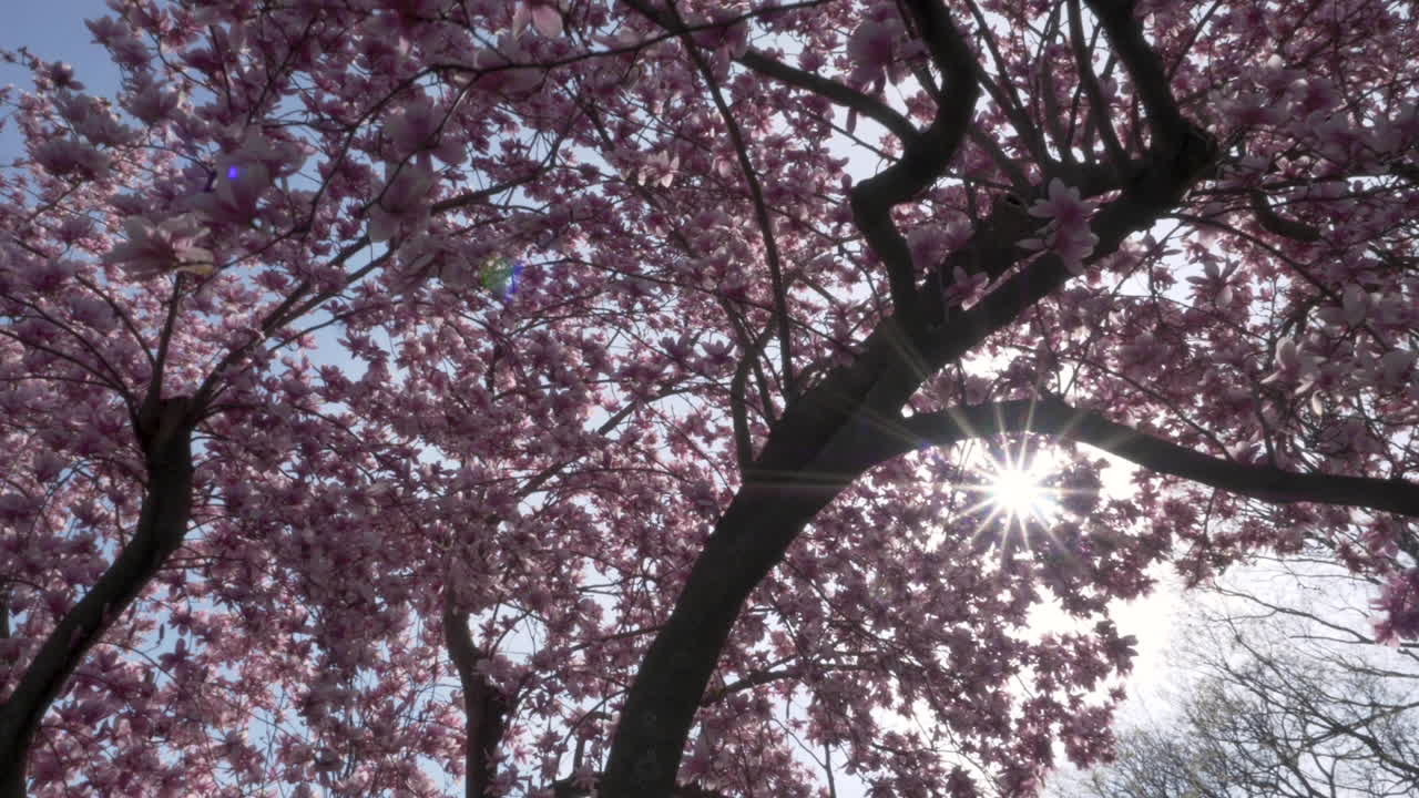 SLOW MOTION (48FPS): Looking up and sliding under a Chinese Magnolia Tree with big pink flowers in full blossom as the sun peeks through on a beautiful day