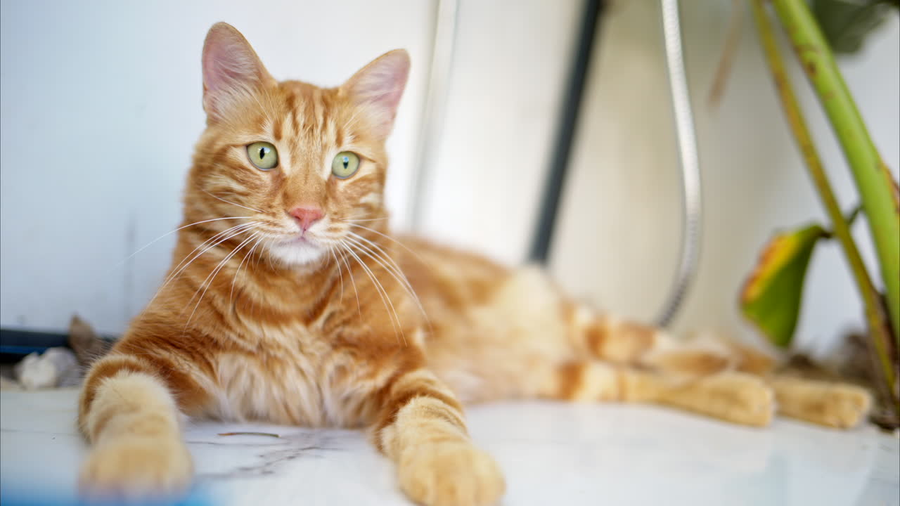 Red cat resting by the pool in Cyprus | Premium Stock Video Footage