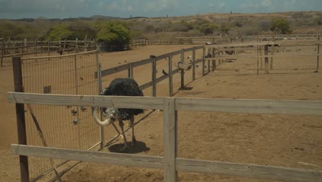 Ostriches-are-the-worlds-largest-bird-and-in-the-18th-century,-their-feathers-were-so-popular-in-fashion-that-they-disappeared-from-all-of-North-Africa