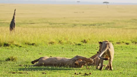 playful young lion cubs play, excited energy of cute african wildlife in maasai mara national reserve, kenya, africa safari animals in masai mara north conservancy
