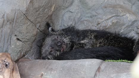 bear awakens and peers out from its den