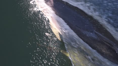 bottlenose dolphin swimming in front of a boat jumping out of the water