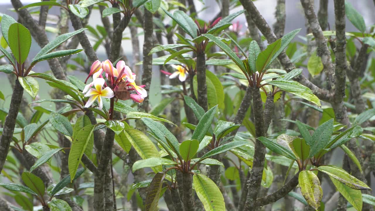 plumeria 또는 frangipani 나무, 열대 배경에 원활한 루프 비