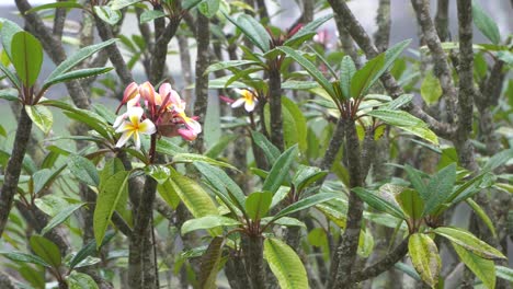 seamless loop rain on plumeria or frangipani tree, tropical background