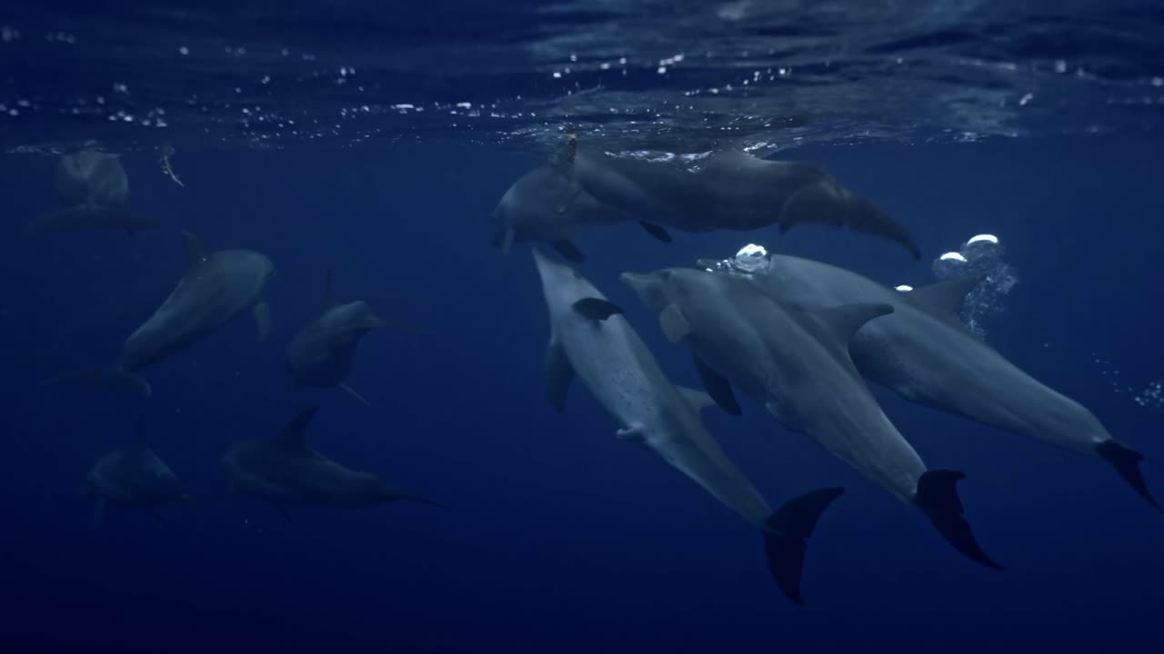 Group of Bottlenose dolphins captured through the deep azure waters of the Red Sea