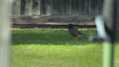 myna bird on grass by a wooden fence