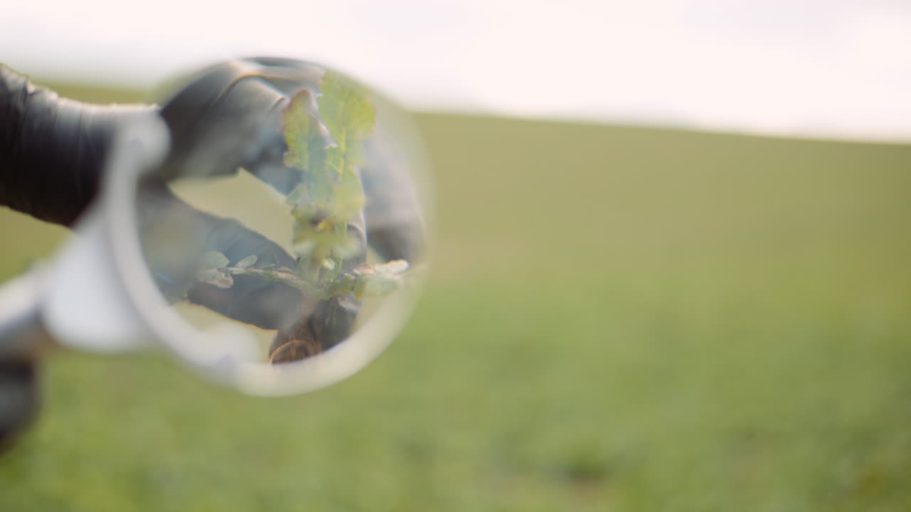 Close-up of Plant Diseases with Magnifying Glass