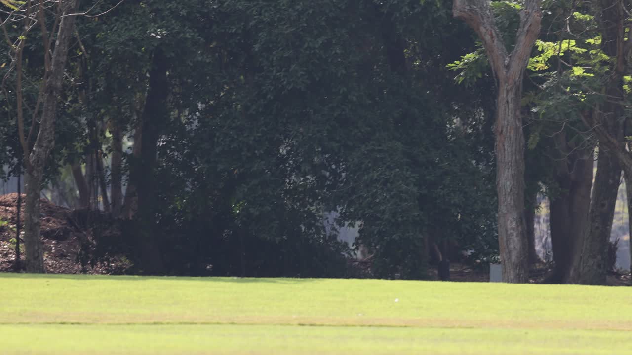 나무와 잔디는 몇 초 동안 약간 변합니다.