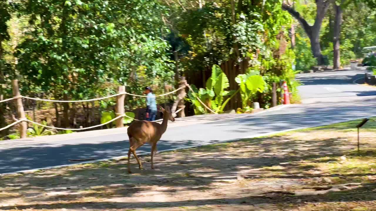 사 이 동물원 트램 을 따라 달린다