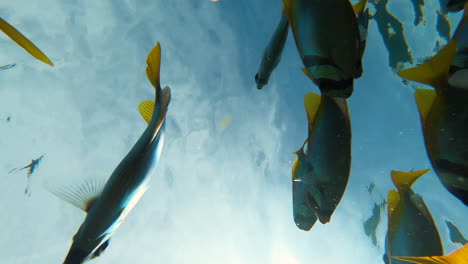 Diver-looking-at-water-surface,-beautiful-curious-fish-around-camera