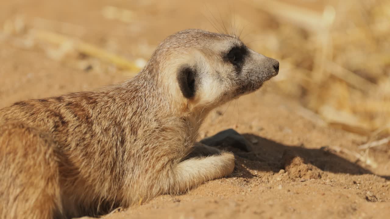 O suricato (Suricata suricatta) é um pequeno mangusto encontrado no sul da África