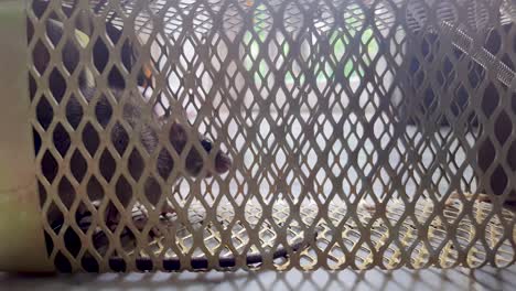 rat caught in rat cage trap from different angle at day