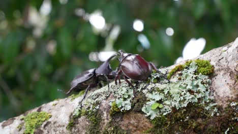 Two-hercules-beetles-confront-each-other-on-branch,-rhinoceros-beetle