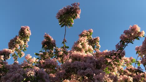 low angle shot of tree branches with a lot of pink blooms