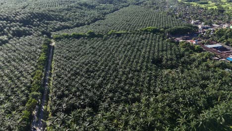 aerial drone view of palm oil tree plantation in sumatra indonesia birds eye view bukit lawang