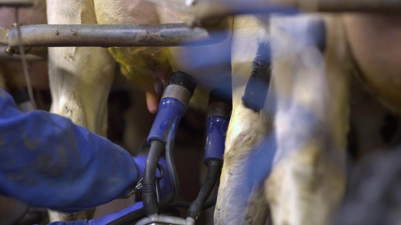 Cow milking facility and mechanized milking equipment