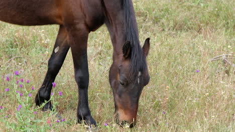 brown donkey or horse grazing in a meadow in soft light