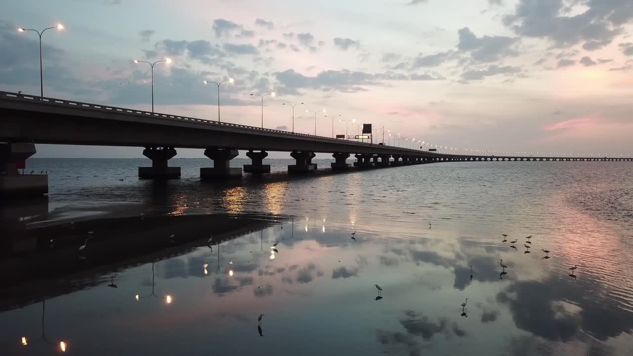 해안 에서 먹이 를 찾는 새 들