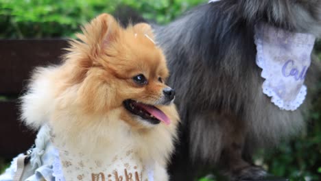 fluffy pedigree pomeranian dog resting on a bench