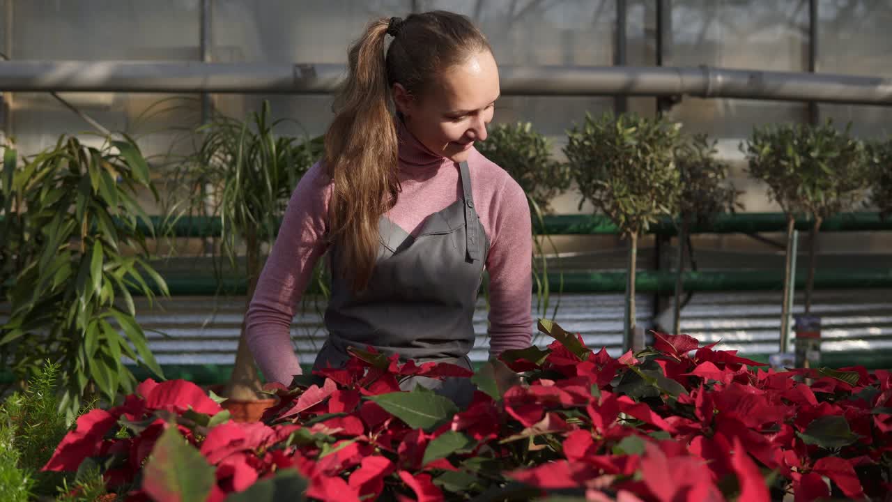 Giovane fiorista sorridente in grembiule mostra vasi di fiori con stelle di Natale rosse a una cliente. La giovane donna prende questo vaso e va a comprarlo