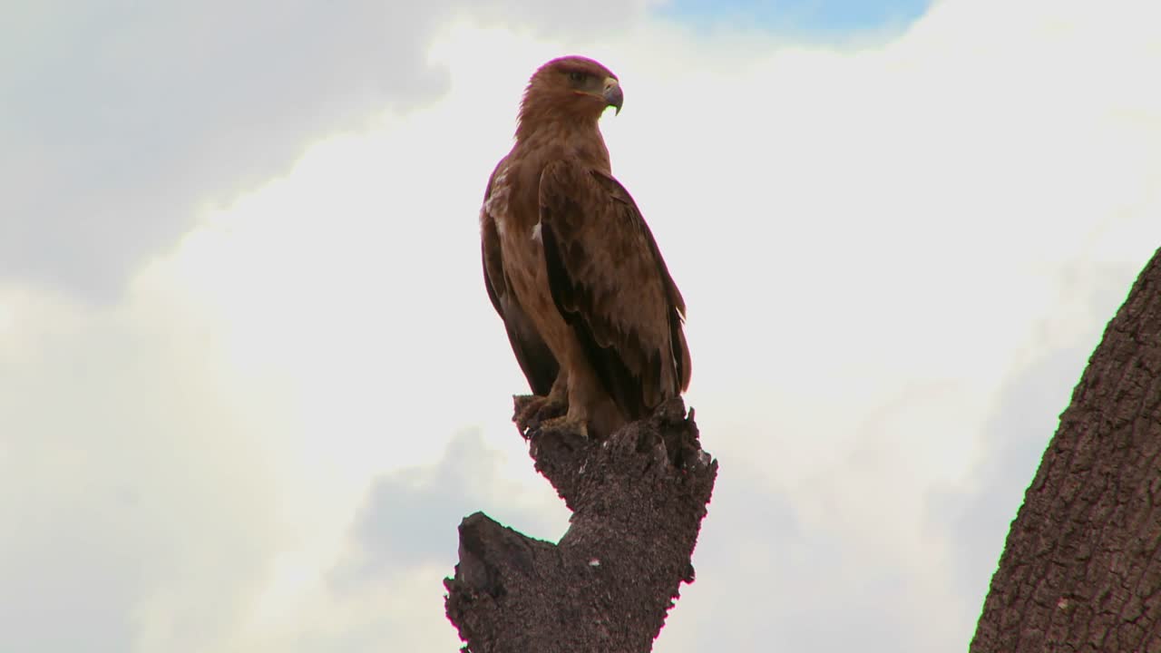 un halcón se sienta en una rama en áfrica