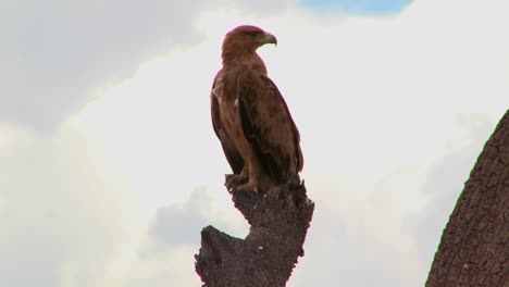 a hawk sits on a branch in africa